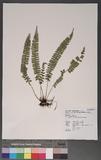 Polystichum deltodon (Bak.) Diels ͦտ