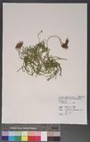 Lycopodium complanatum L. al
