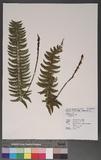 Polystichum acutidens Christ OFտ