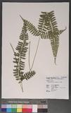 Polystichum hancockii (Hance) Diels տ