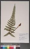 Polystichum prionolepis Hayata տ