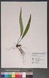 Lepisorus obscure-venulosus (Hayata) Ching ˸