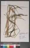 Echinochloa colonum (L.) Link ~^