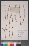 Gigantochloa verticillata (Willd.) Munro