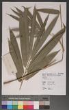 Bambusa tuldoides Munro