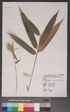 Bambusa vulgaris Schrad. ex Wendl. var. striata (Loddiges) Gamble 