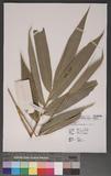 Bambusa longispiculata Gamble ex Brandis