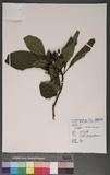 Cordia aspera G. Forst. subsp. kanehirai (Hayata) H. Y. Liu f}l