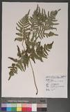 Pteridium aquilinum (L.) Kuhn var. latiusculum (Desv.) Underw. 