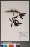 Anodendron affine (Hook. & Arn.) Druce A