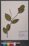 Camellia japonica ...