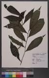 Camellia sinensis (L.) O. Ktze. forma formosensis Kitam. 臺灣山茶