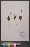 Ophioglossum vulgatum L. ~p