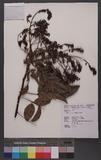 Millettia reticulata Benth. ѯ