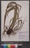 Carex filicina Nees ʯ