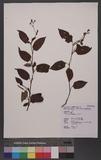 Polygonum chinense L. 