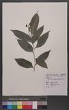 Liodendron formosanum (Kanehira & Sasaki) Keng OW