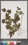 Ampelopsis brevipedunculata (Maxim.) Trautv. var. hancei (Planch.) Rehder ~s