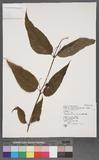 Campanumoea lancifolia (Roxb.) Merr. OWgҰ
