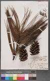 Pinus elliottii Engelm. aQ