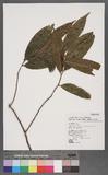 Symplocos glomerata Keng ex Clarke subsp. congesta (Benth.) Noot. 中Ǥ