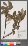 Cleyera japonica Thunb. var. morii (Yamamoto) Masamune ˤH
