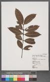 Lasianthus obliquinervis Merr. var. simizui Liu & Chao M˾
