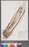 Bolboschoenus planiculmis (F. Schmidt) T. Koyama L