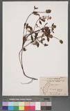 Prunella vulgaris ...