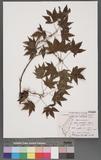 Acer palmatum Thunb. var. pubescens Li OWx