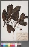 Daphniphyllum glaucescens Blume subsp. oldhamii (Hemsl.) Huang var. kengii (Hurusawa) Huang դַ