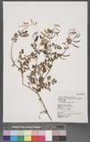Corydalis pallida (Thunb.) Pers. j