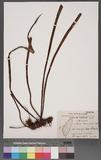 Vittaria taeniophylla Copel. sѱa
