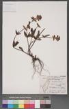 Pedicularis vertic...
