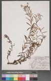 Anaphalis margaritacea (L.) Benth. & Hook. f. subsp. morrisonicola (Hayata) Kitamura ɤsţ­