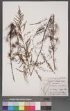 Artemisia campestris L. Ӹs