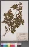 Eurya leptophylla Hayata a