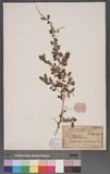 Phyllanthus cochinchuiensis SPR.