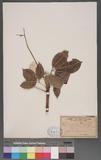 Hevea brasiliensis (Willd. ex Juss.) Muell. -Arg. ڦ󽦾