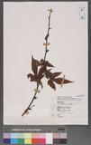 Rubus corchorifolius L. f. ܸa_l
