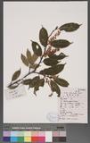 Prunus spinulosa Sieb et Zucc. 븭