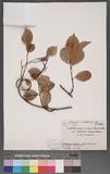 Trachelospermum asiaticum (Sieb. & Zucc.) Nakai var. liukiuense (Hatusima) Hatusima