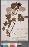 Rubus phoenicolasius Maxim.