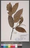 Lithocarpus sp.