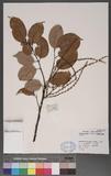 Lithocarpus sp.