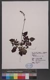 Salvia hayatana Makino ex Hayata ժṫ
