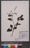 Dichrocephala integrifolia (L. f.) Kuntze Ӭd