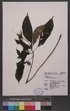 Hemiboea bicornuta (Hayata) Ohwi 