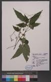 Desmodium laxum DC. subsp. laterale (Schindler) Ohashi [ys½