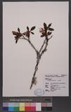 Rhododendron oldhamii Maxim. Y